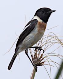 Tana Bird Xxx African Stonechat