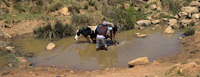 School Washing Zebu