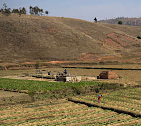 School Ag Fields Bricks