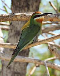 Toliara Arboretum Bird Olive Bee Eater