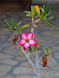 Toliara Arboretum Flower South African Desert Rose