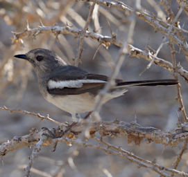 Toliara Arboretum Bird MGMagpie Robin