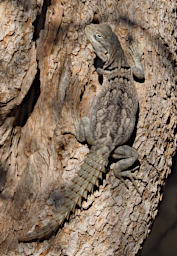 Toliara Arboretum Lizard MGMerrems Swift