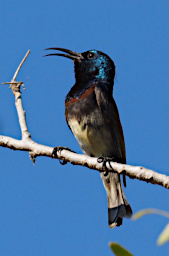 Toliara Arboretum Bird Souimanga Sunbird