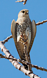 Toliara Arboretum Bird MGKestrel