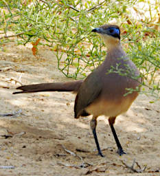 Toliara Arboretum Bird Green Capped Coua