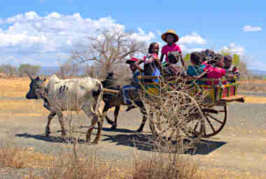 Toliara Zebu Cart