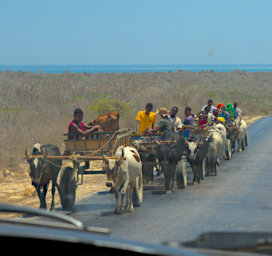Toliara Zebu Carts Returning Home
