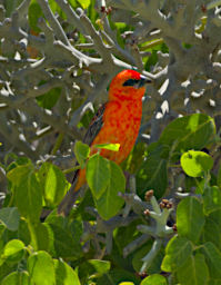 Toliara Auberge De La Tableau Bird MGFody