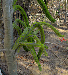 Toliara Arboretum Tree Octopus