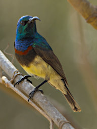 Toliara Arboretum Bird Souimanga Sunbird