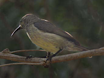 Toliara Arboretum Bird Souimanga Sunbird F