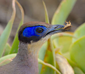 Toliara Arboretum Bird Green Capped Coua