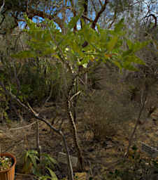 Toliara Arboretum Tree Napoleons Hat