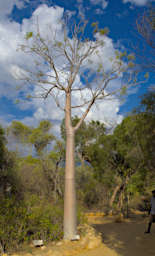 Toliara Arboretum Tree False Baobab Moringa Drouhardii