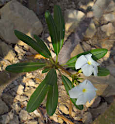 Toliara Arboretum Tree Pachypodium Lamerei Ramosum Flower