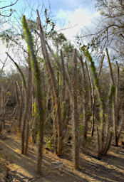 Toliara Arboretum Tree Big Spine Octopus Diderea Madagascarensis