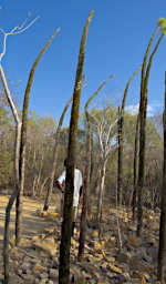 Toliara Arboretum Tree Compass Alluaudia Montagnaii