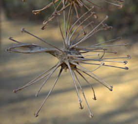 Toliara Arboretum Seed Uncarina Stellulifera