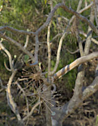 Toliara Arboretum Seed Uncarina Stellulifera