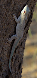 Toliara Arboretum Gecko Thick Tailed Day