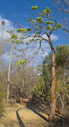 Toliara Arboretum Tree Flame Delonix Floribunda