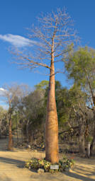 Toliara Arboretum Tree Baobab Adansonia Rebrostipa
