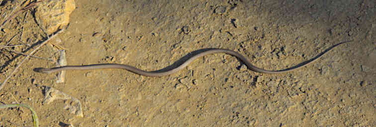 Toliara Arboretum Snake Mahafaly Sand F