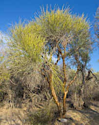 Toliara Arboretum Tree Golden Euphorbia Plagiantha
