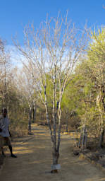Toliara Arboretum Tree Katrafay Cedrelopsis Grevei Jeanto