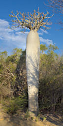 Toliara Arboretum Tree Xxx False Baobab