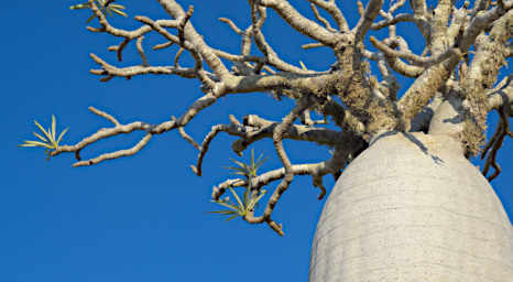 Toliara Arboretum Tree Xxx False Baobab