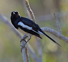 Toliara Arboretum Bird MGMagpie Robin