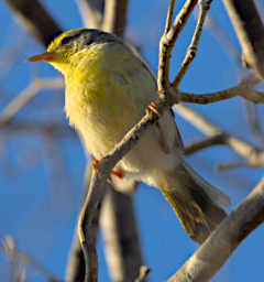 Toliara Arboretum Bird Common Jery