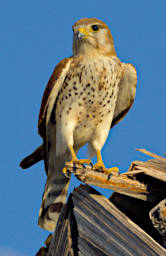 Toliara Arboretum Bird MGKestrel