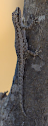 Toliara Arboretum Gecko Xxx House