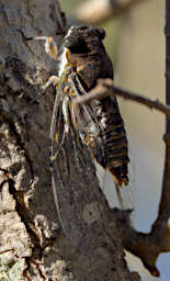 Toliara Arboretum Bug Cicada Xparent Wing