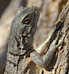 Toliara Arboretum Lizard Merrems MGSwift
