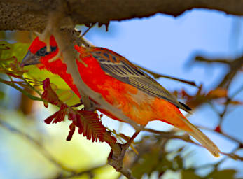 Toliara Arboretum Bird MGFody