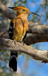 Toliara Arboretum Bird MGHoopoe