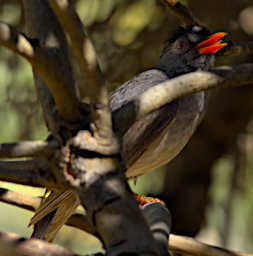 Toliara Arboretum Bird MGBulbul