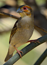 Toliara Arboretum Bird Sakalava Weaver F