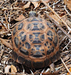 Tortise V