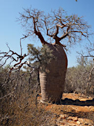 Tsianampetsoa Tree Baobab
