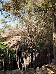 Tsianampetsoa Cave Tree Banyon