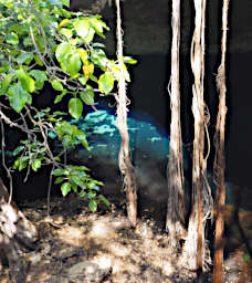 Tsianampetsoa Cave Tree Banyon