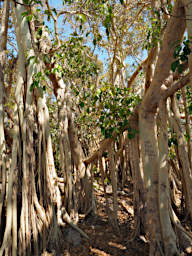 Tsianampetsoa Tree Banyon