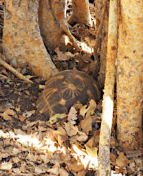 Tsianampetsoa Tortise
