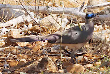 Tsianampetsoa Bird Xxx Coua