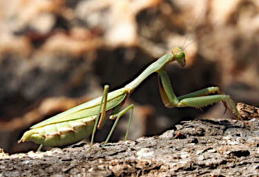Tsianampetsoa Bug Praying Mantis
